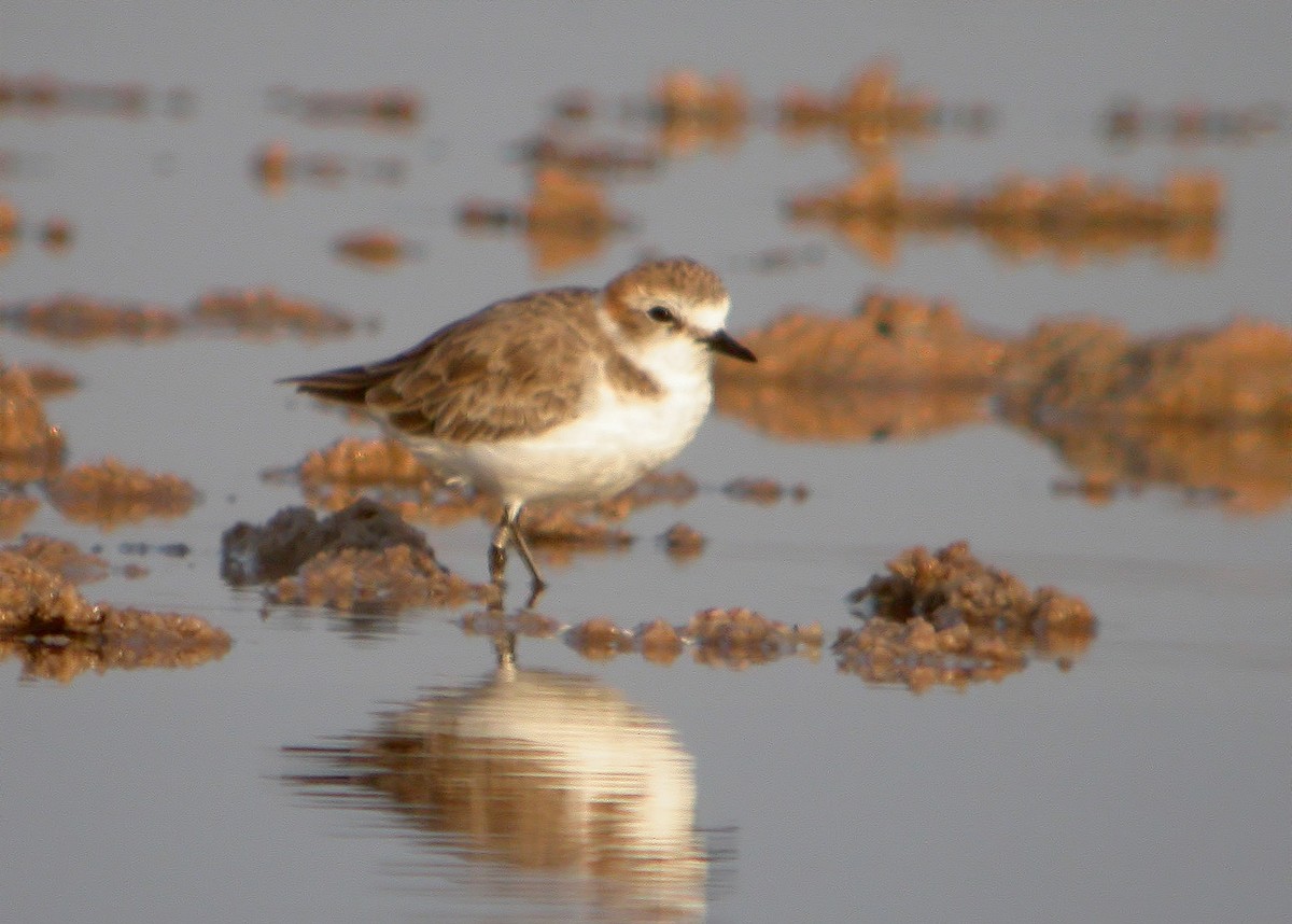 Kentish Plover - ML620641669