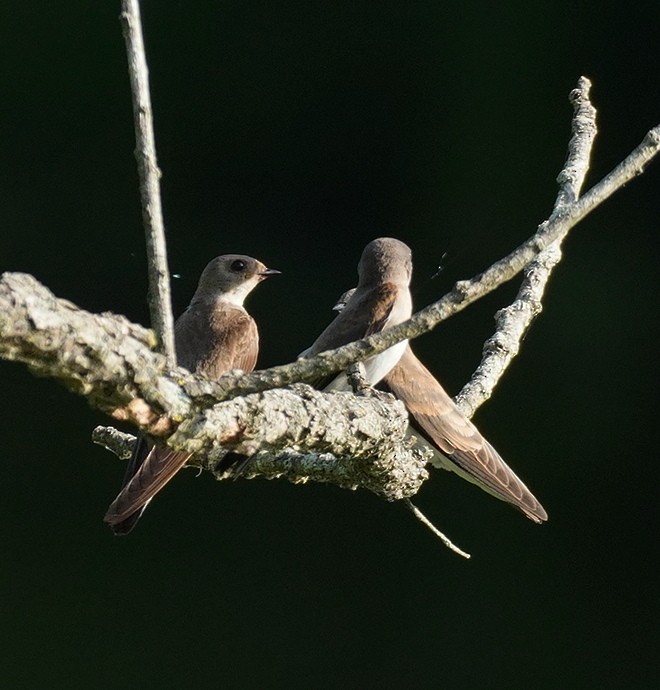 Northern Rough-winged Swallow - ML620641670