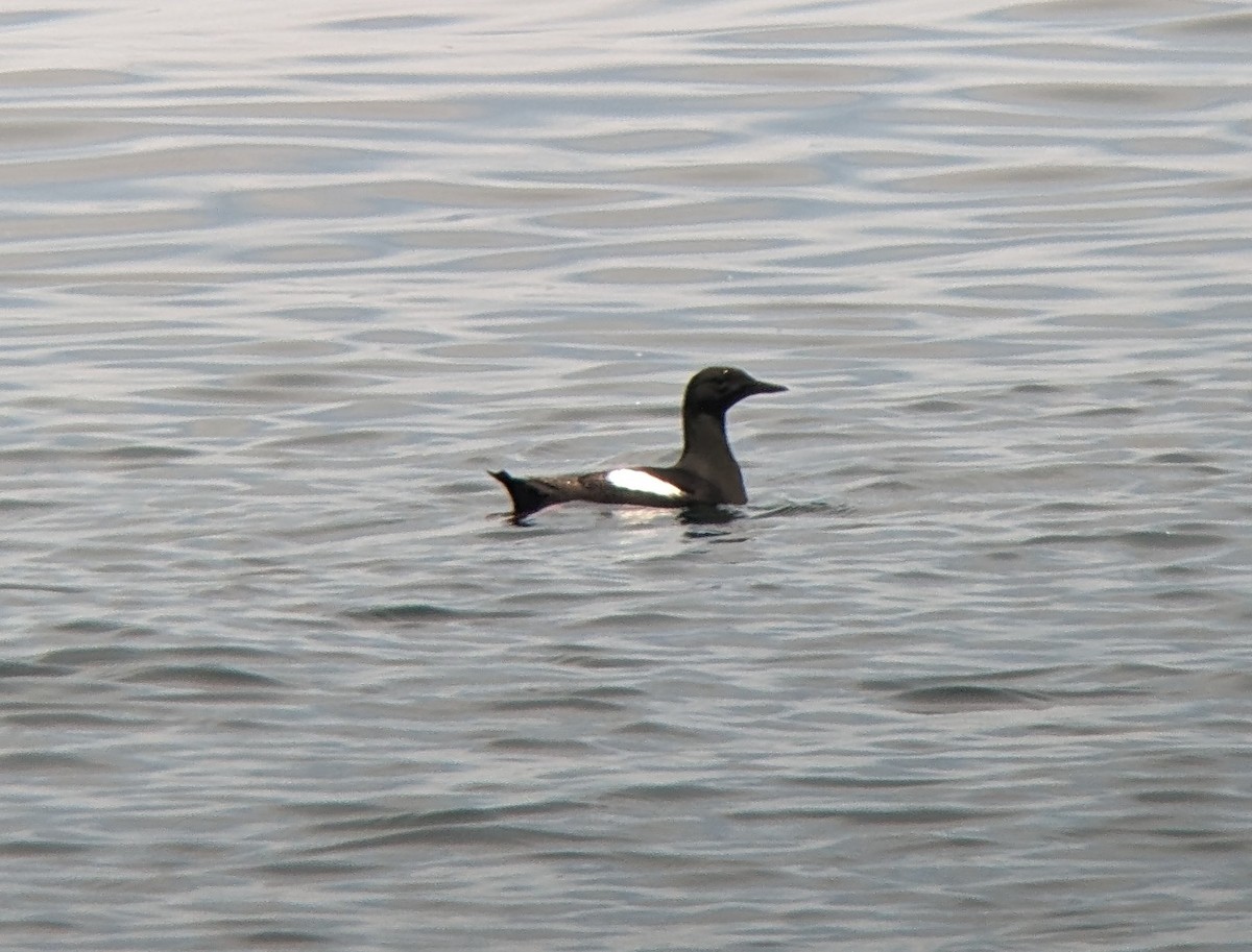 Black Guillemot - ML620641671