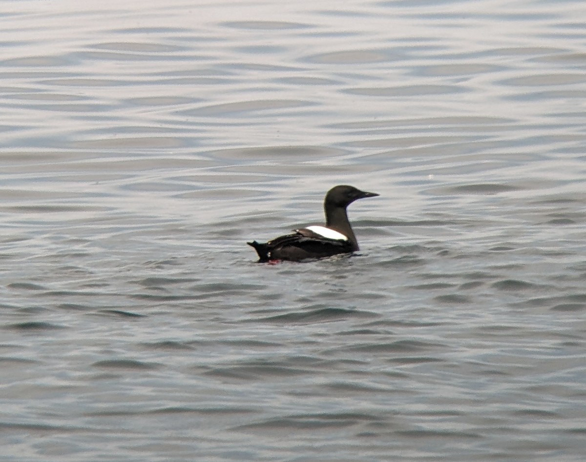 Black Guillemot - ML620641672