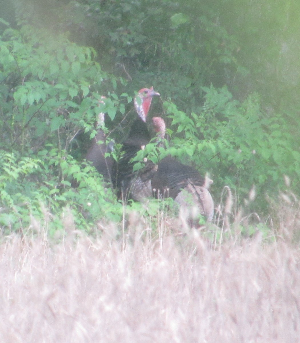 Wild Turkey - ML620641673