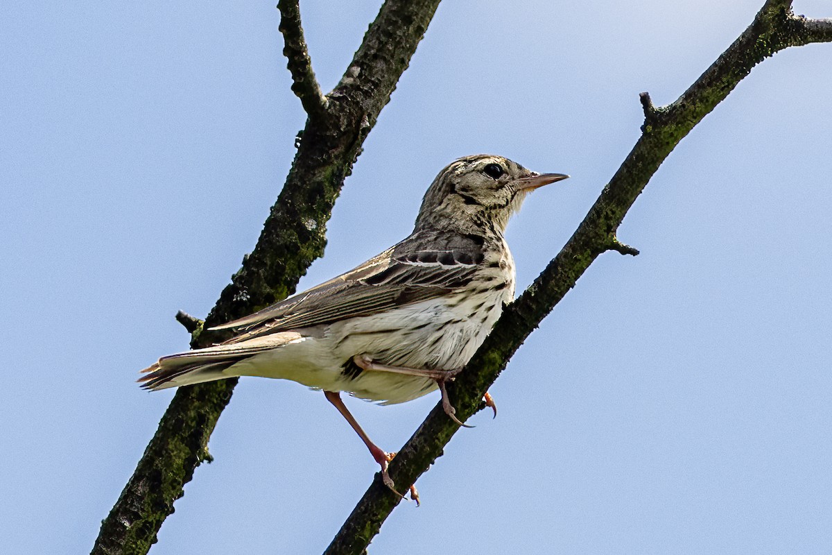 Tree Pipit - ML620641675