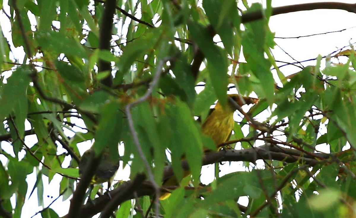 Eurasian Golden Oriole - ML620641676