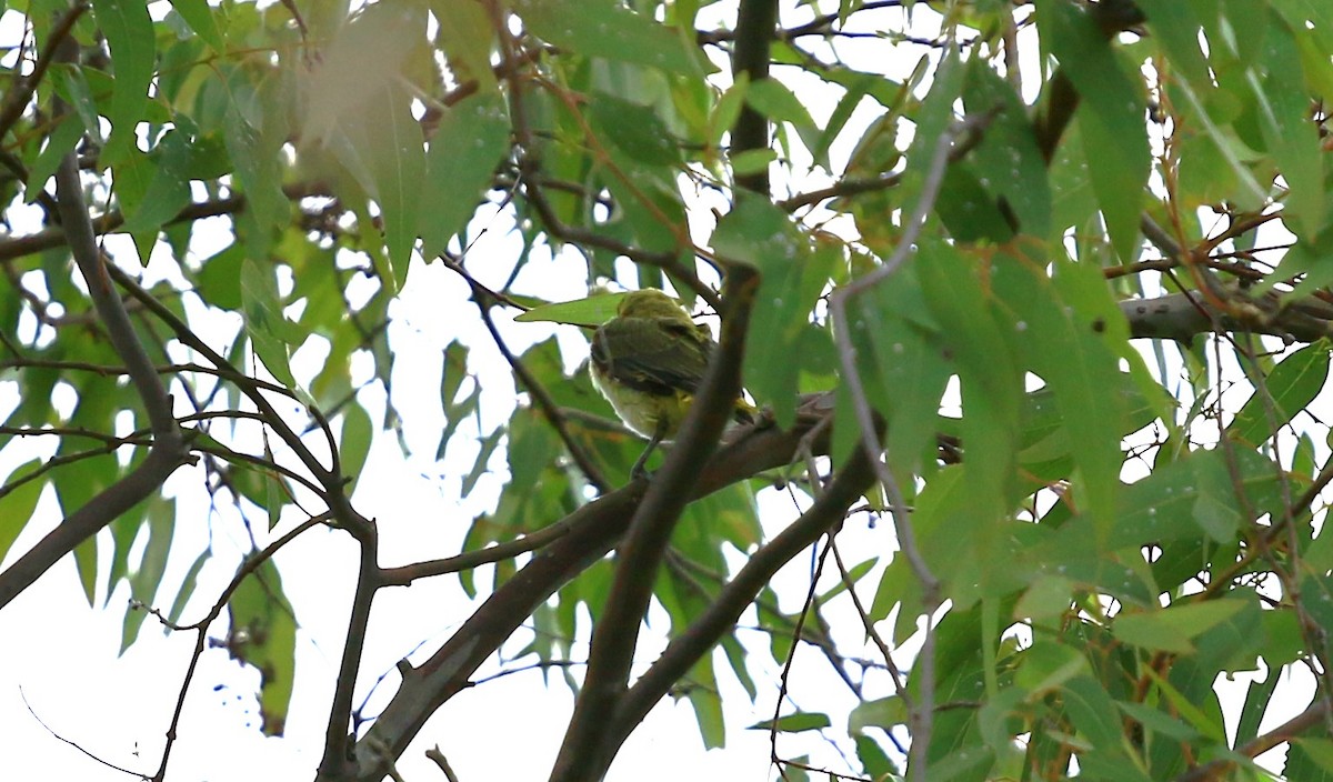 Eurasian Golden Oriole - ML620641679