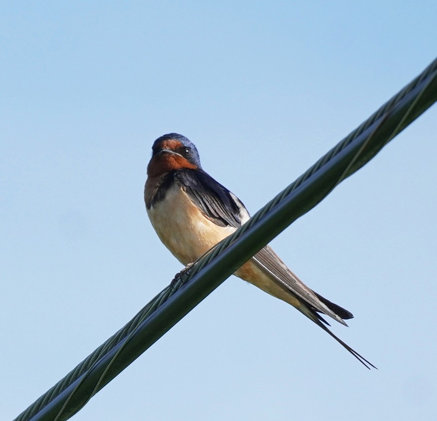 Barn Swallow - ML620641680