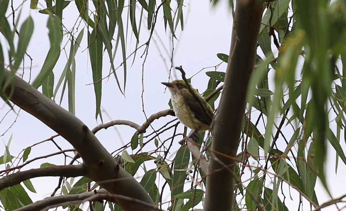 Eurasian Golden Oriole - ML620641682