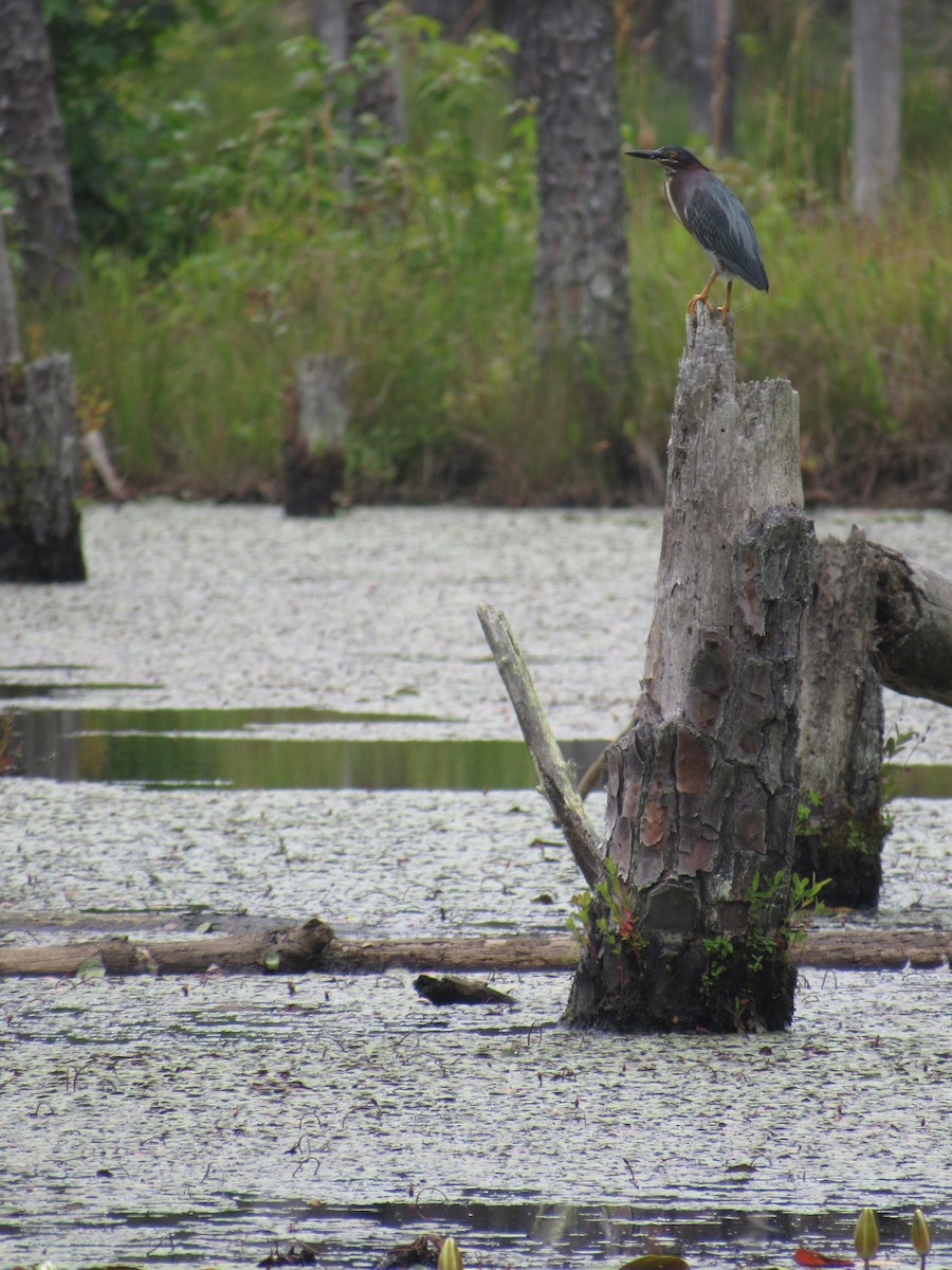 Green Heron - ML620641683