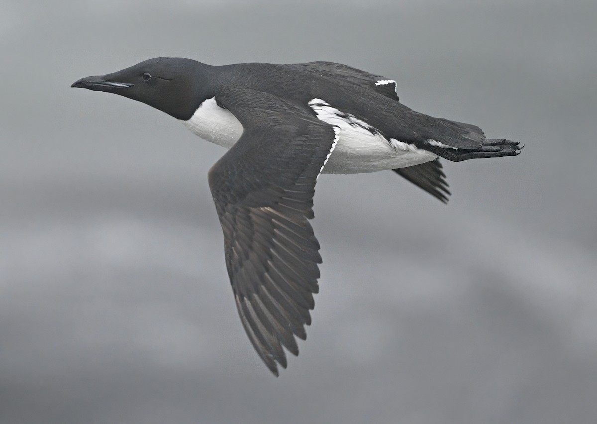 Thick-billed Murre - ML620641685