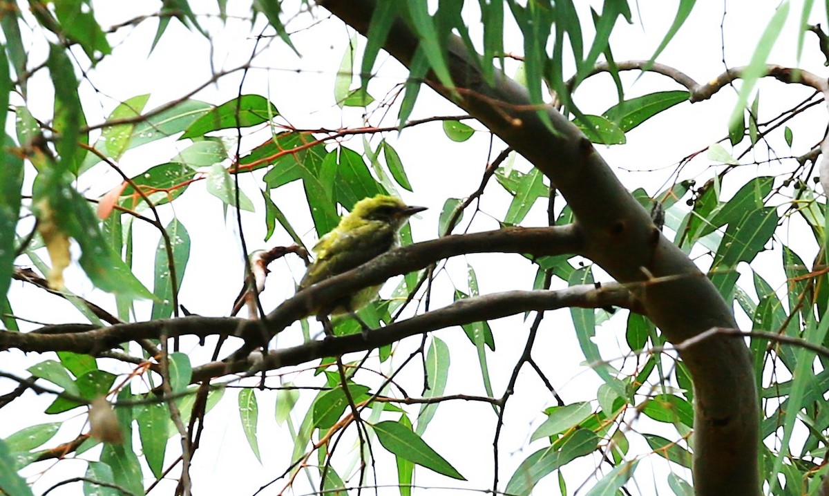 Eurasian Golden Oriole - ML620641686