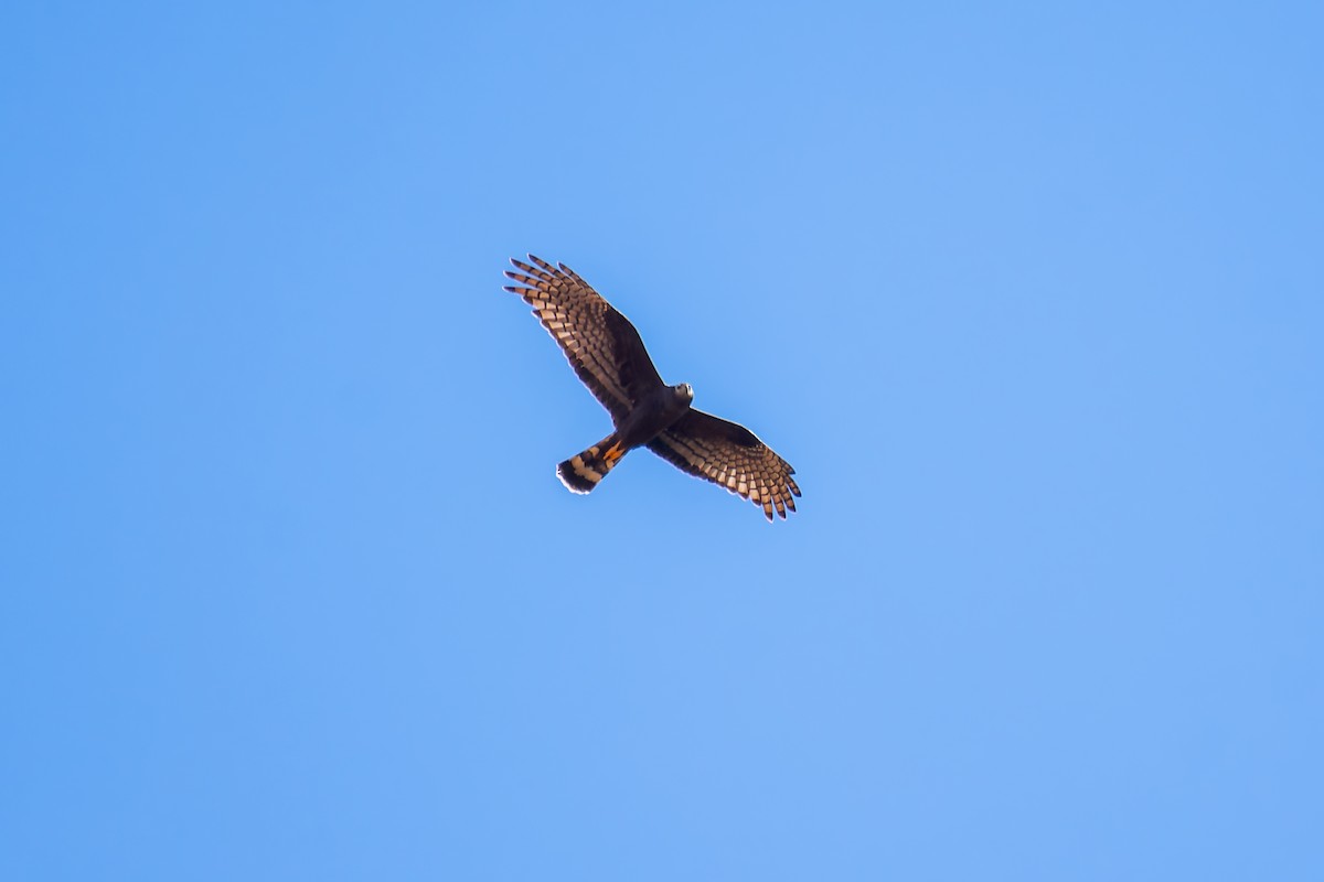 Long-winged Harrier - ML620641690