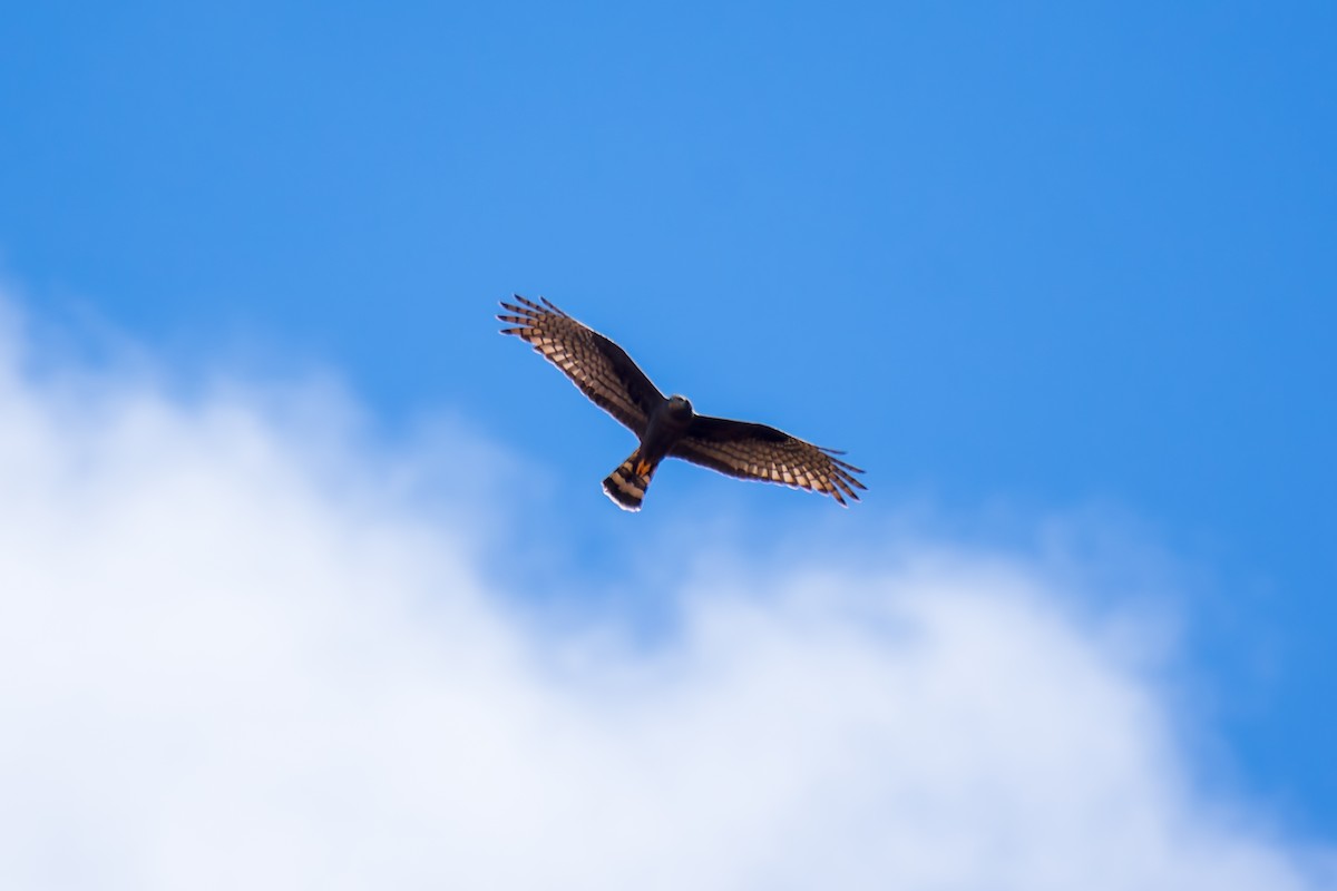 Long-winged Harrier - ML620641691