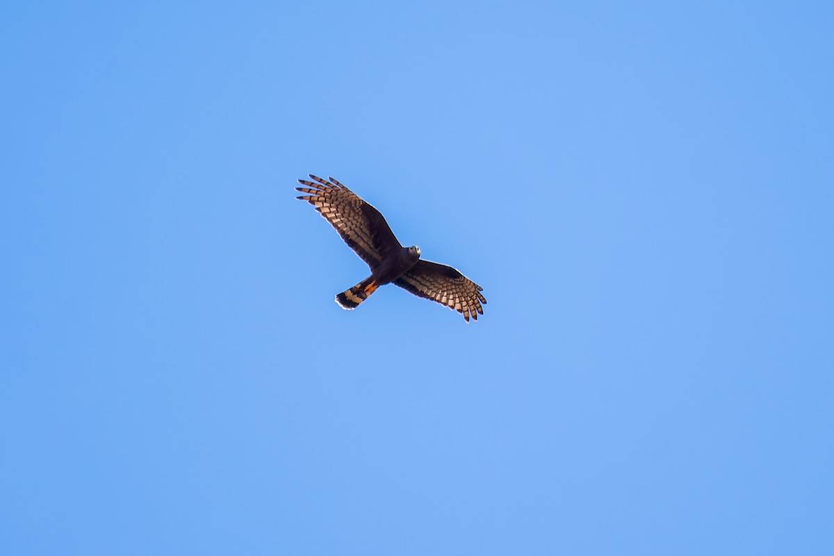 Long-winged Harrier - ML620641692