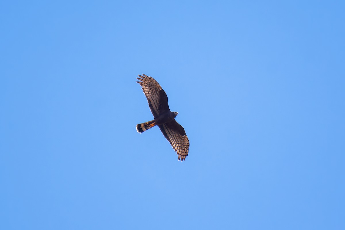 Long-winged Harrier - ML620641695