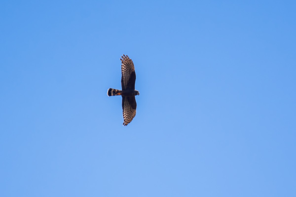 Long-winged Harrier - ML620641697