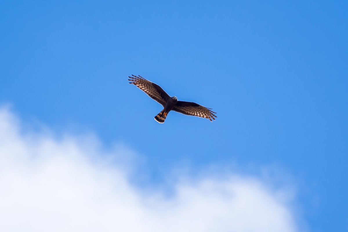 Long-winged Harrier - ML620641698