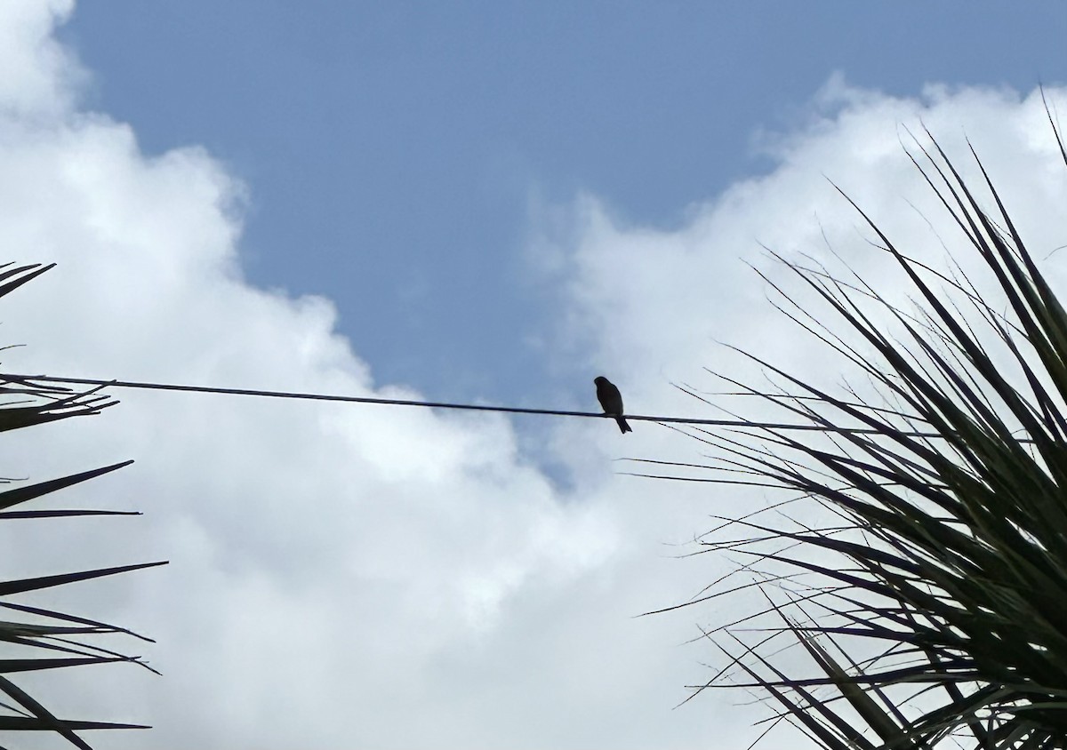 Eastern Bluebird - ML620641706