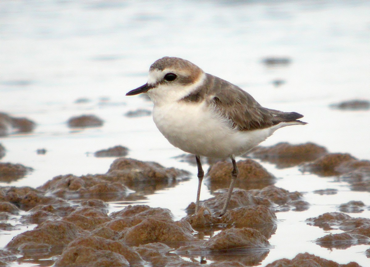 Kentish Plover - ML620641707