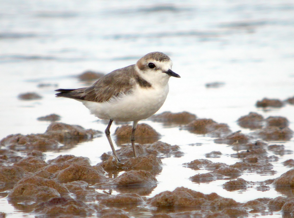 Kentish Plover - ML620641708