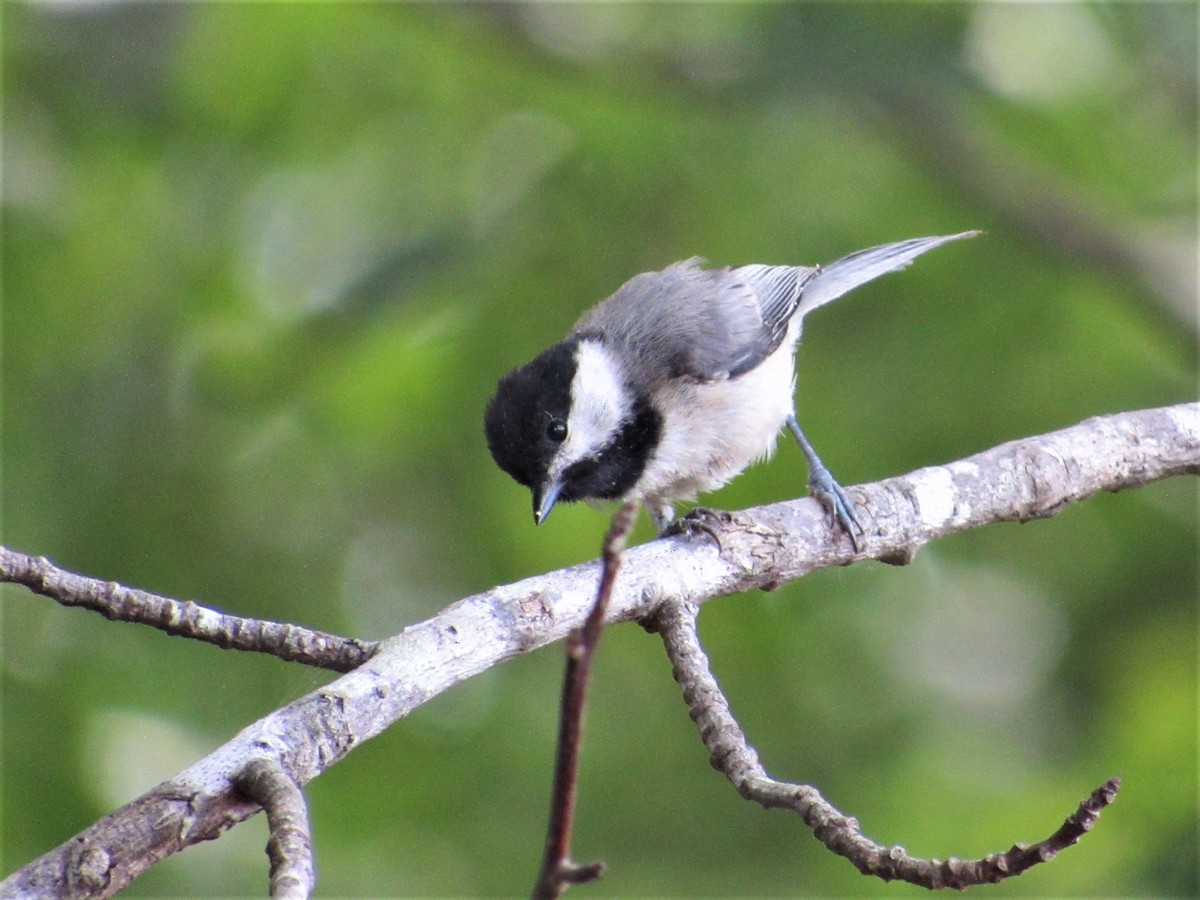 Carolina Chickadee - ML620641709