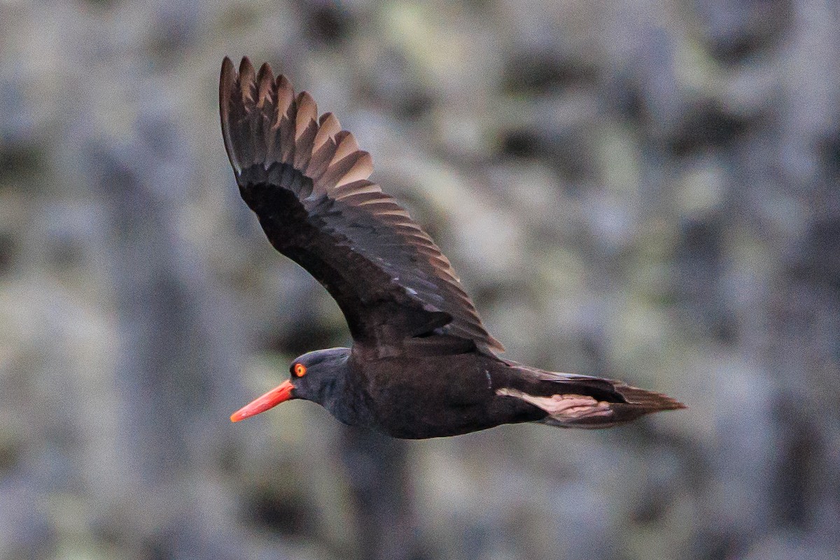 Black Oystercatcher - ML620641710