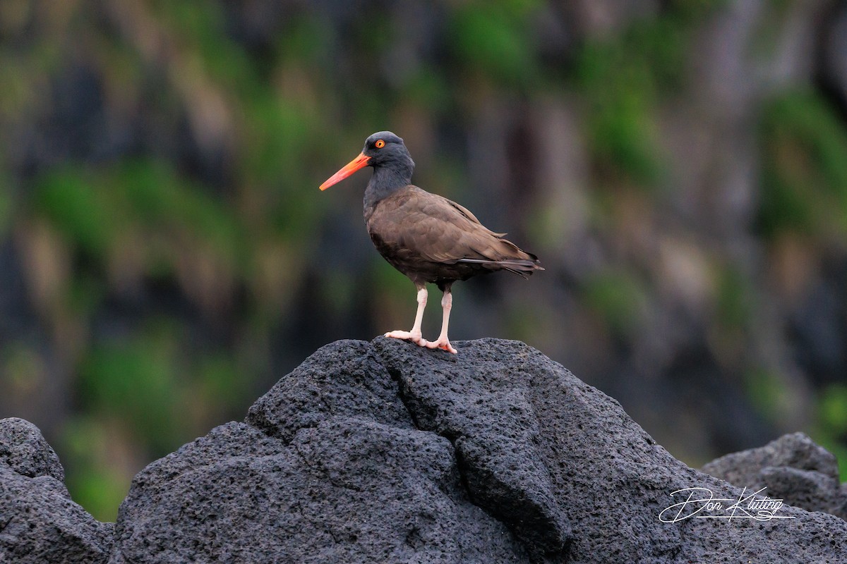 Black Oystercatcher - ML620641711