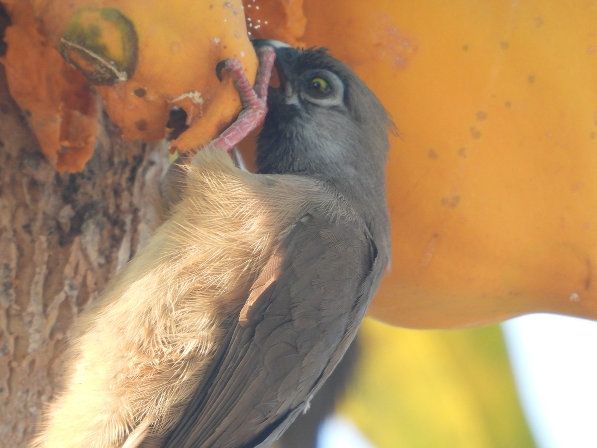 Pájaro Ratón Común - ML620641713