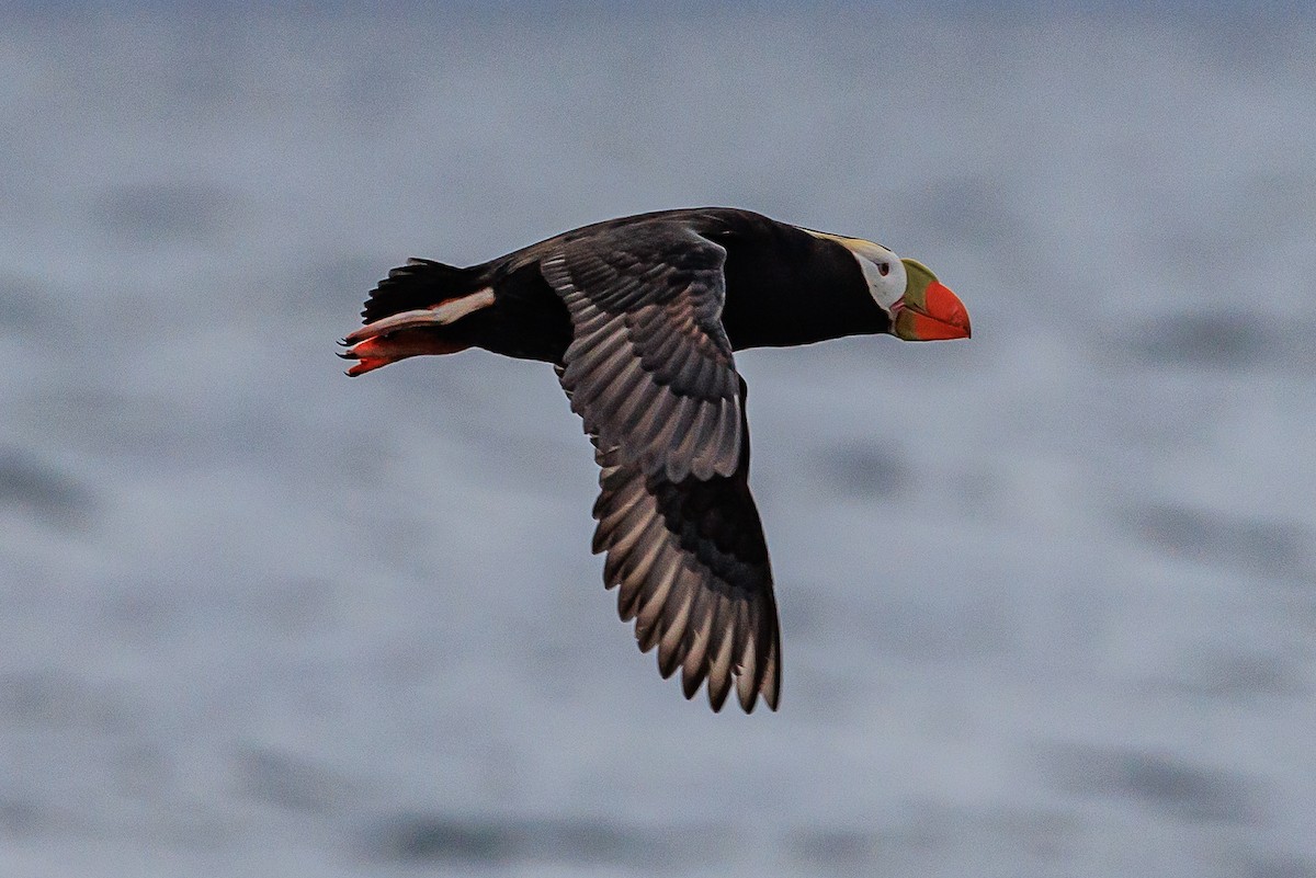 Tufted Puffin - ML620641719