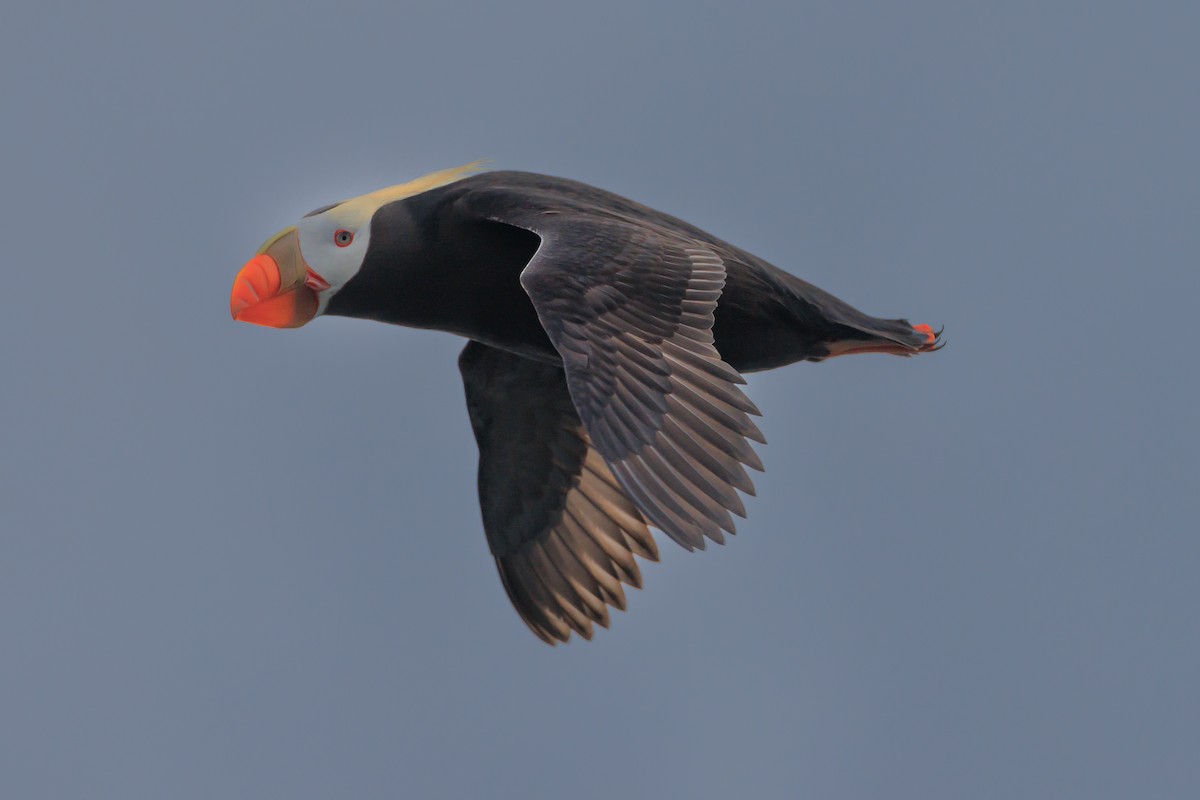 Tufted Puffin - ML620641720