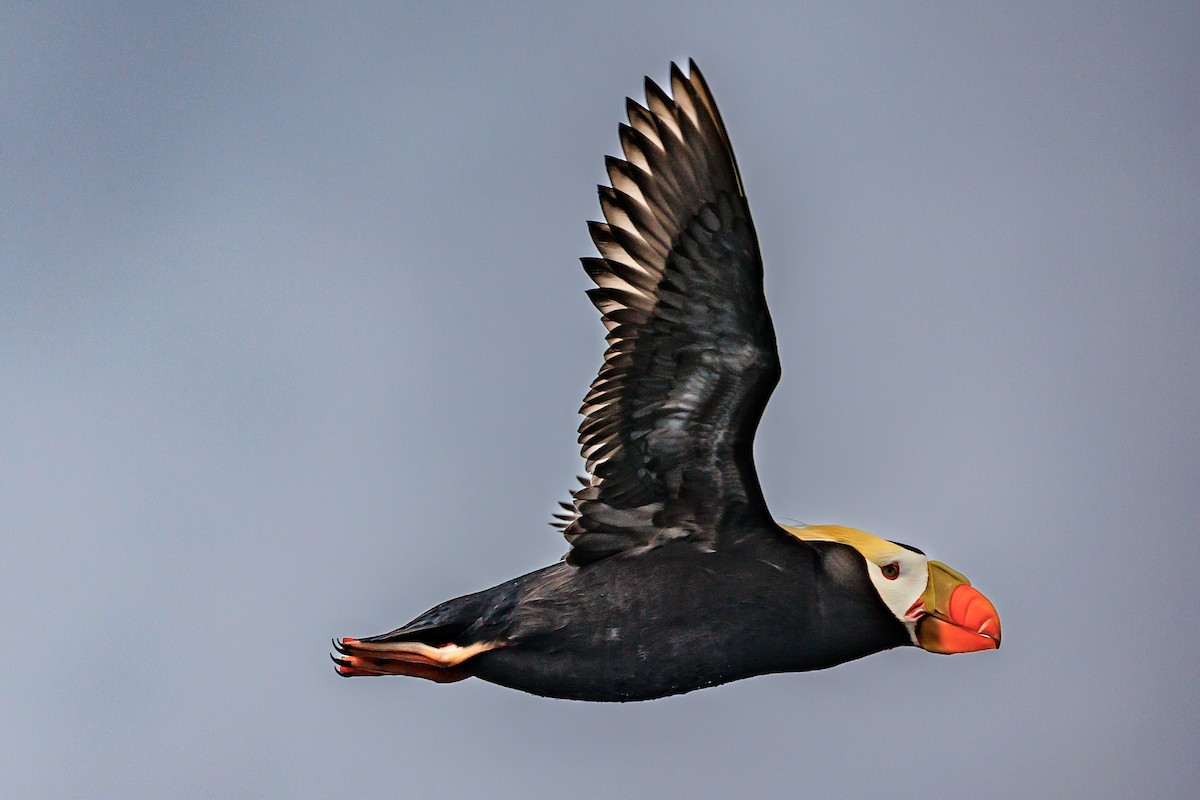 Tufted Puffin - ML620641721