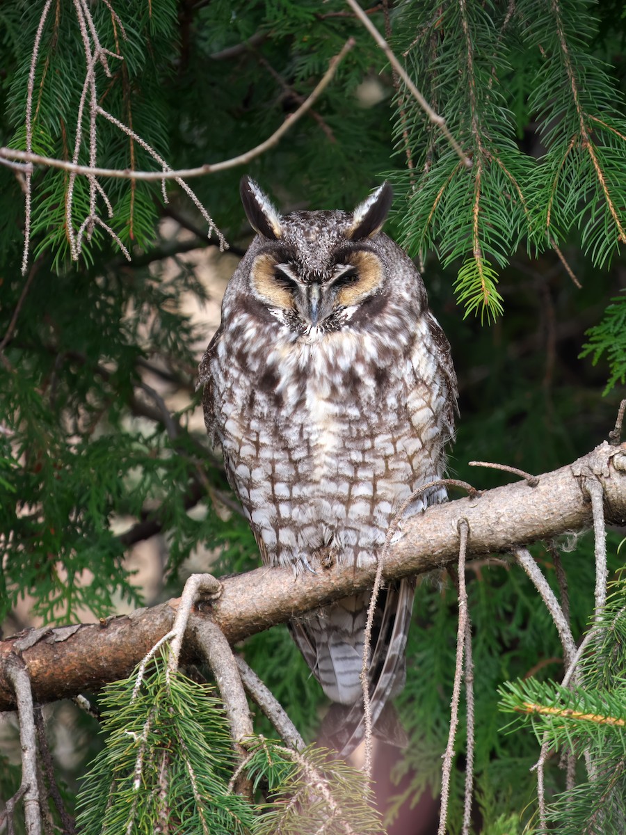 Long-eared Owl - ML620641722