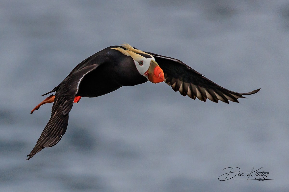 Tufted Puffin - Denise Turley
