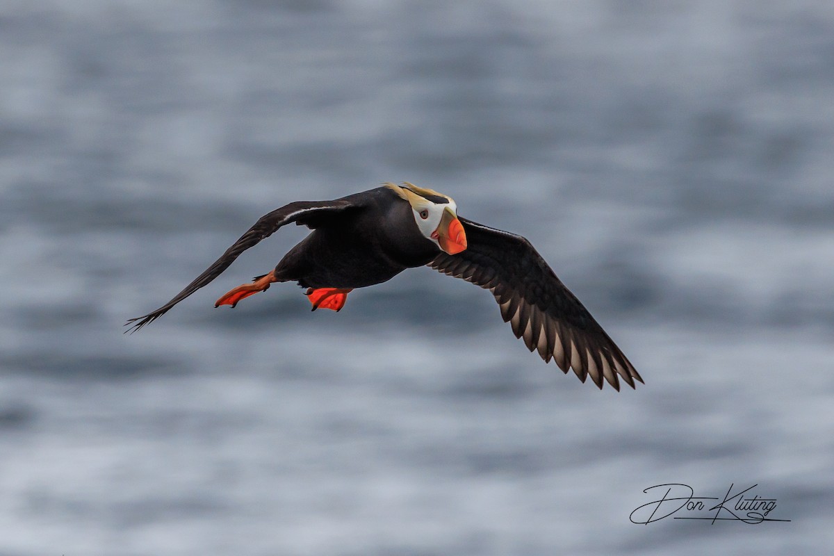 Tufted Puffin - ML620641725