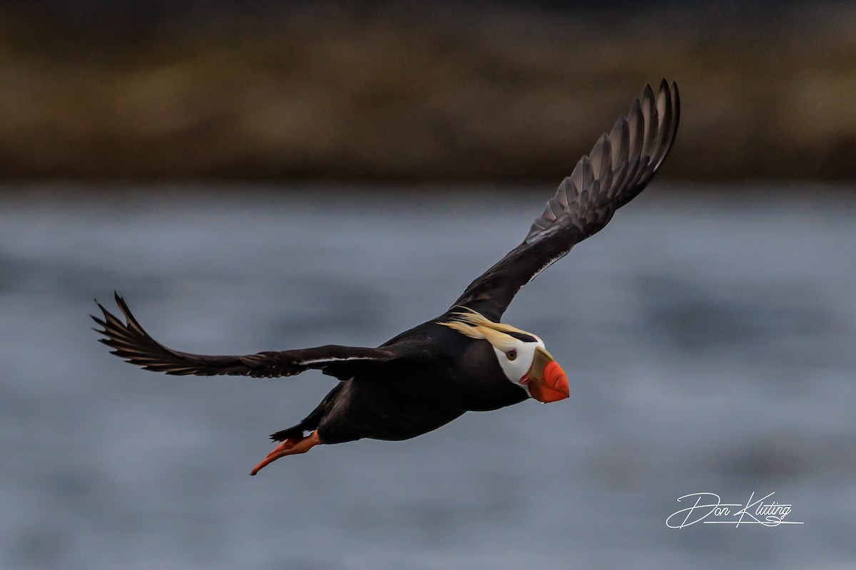 Tufted Puffin - ML620641726