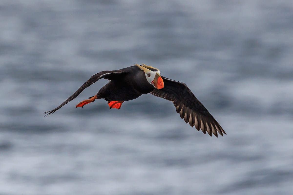 Tufted Puffin - ML620641727