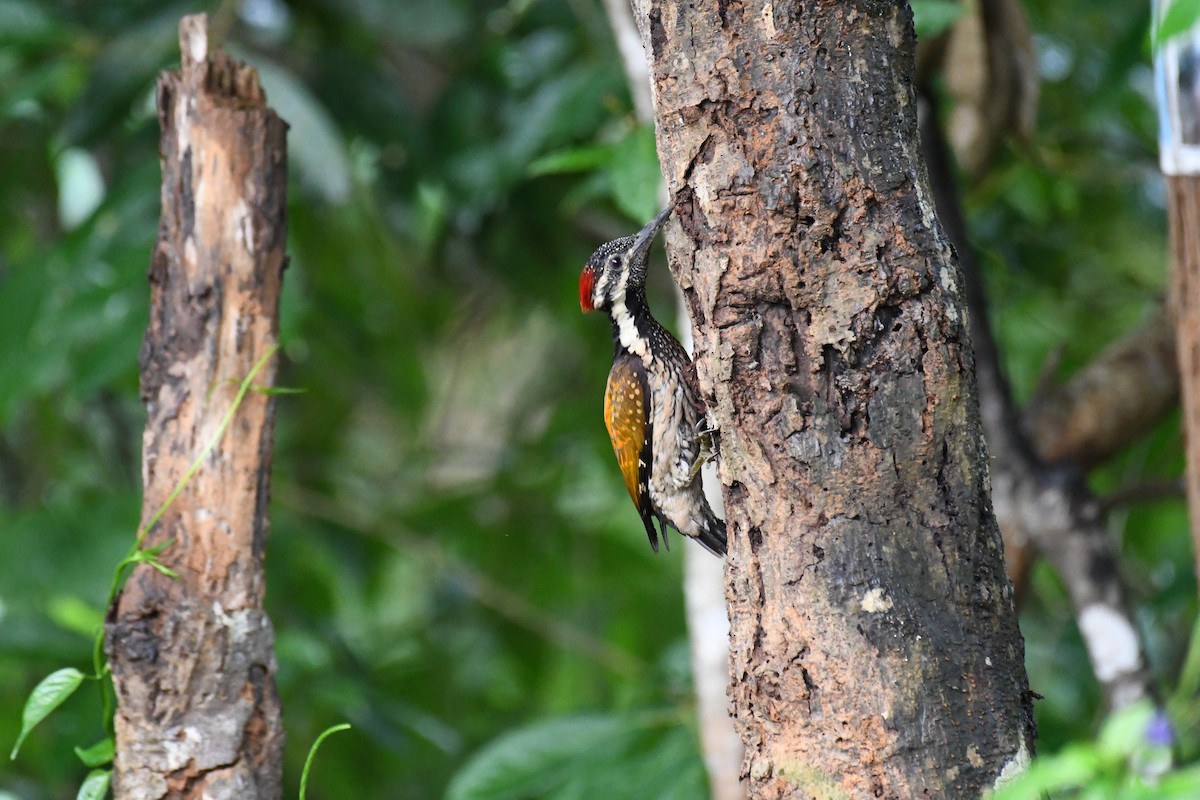 Black-rumped Flameback - ML620641728