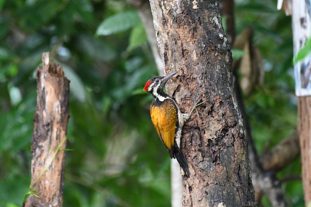 Black-rumped Flameback - ML620641729