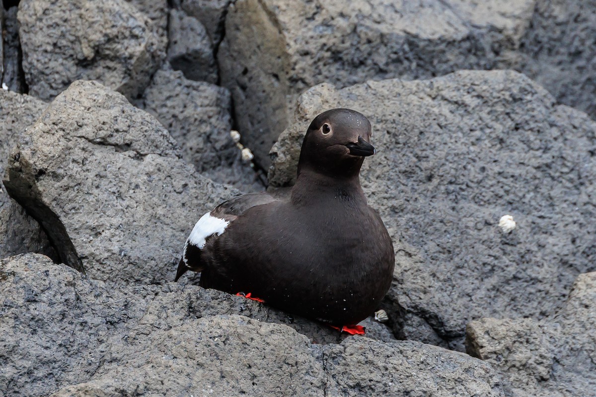 Pigeon Guillemot - ML620641732