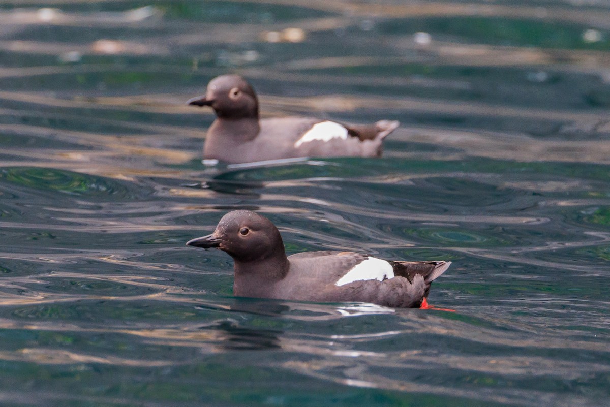 Pigeon Guillemot - ML620641733