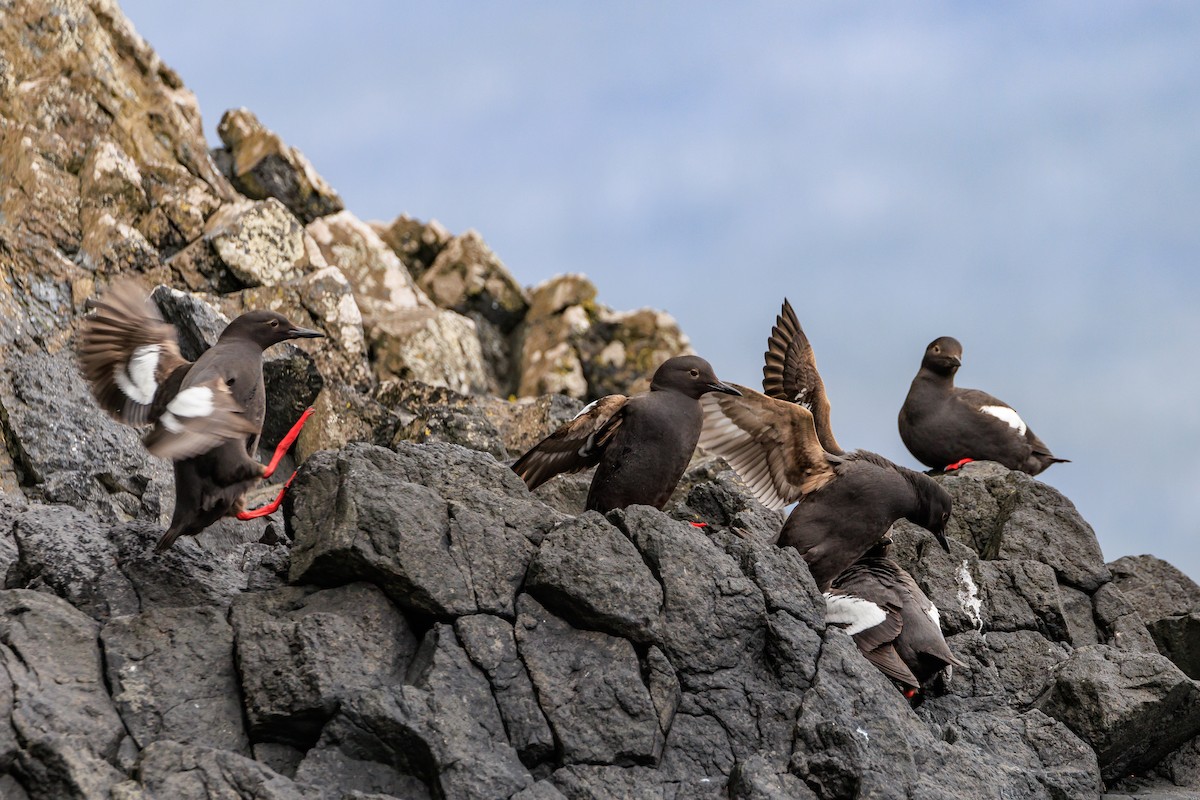 Pigeon Guillemot - ML620641736