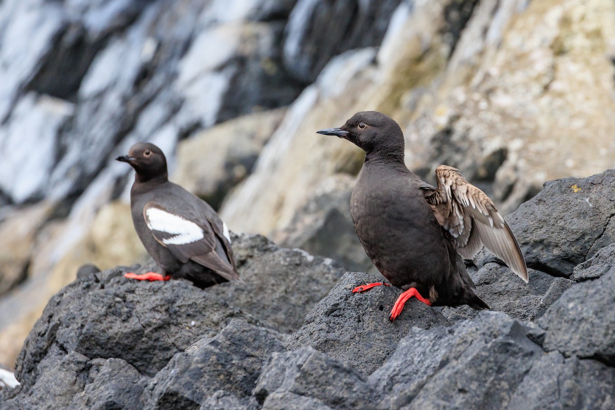 Pigeon Guillemot - ML620641737