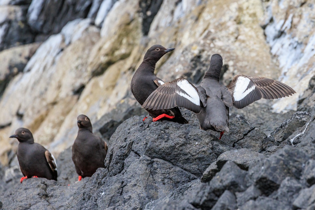 Pigeon Guillemot - ML620641738