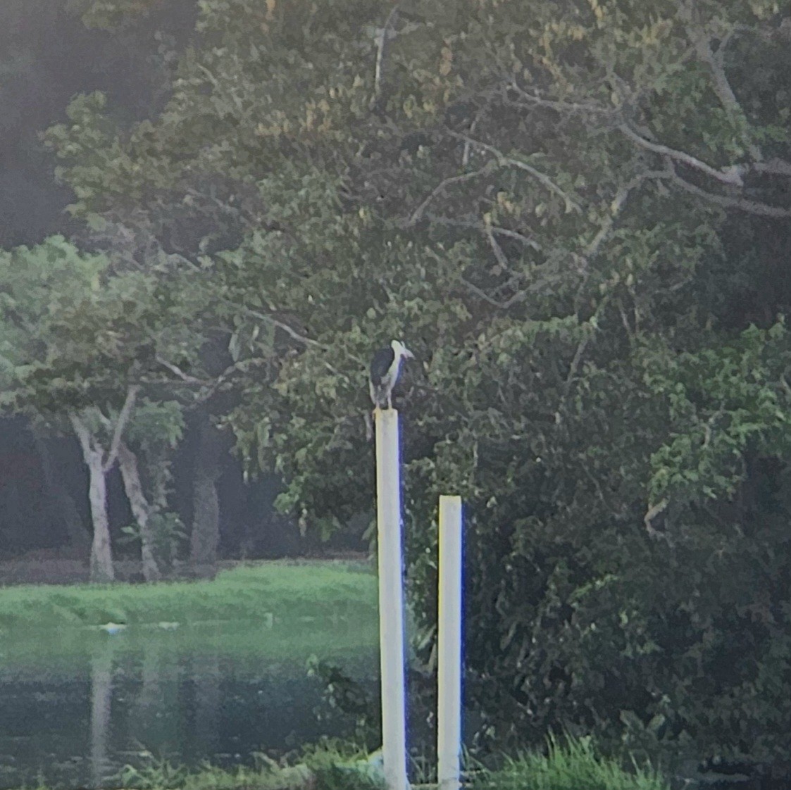 Black-crowned Night Heron - ML620641739