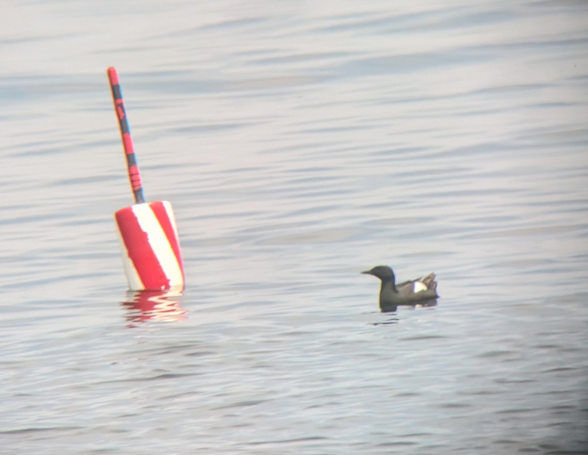 Black Guillemot - Zachary Peterson