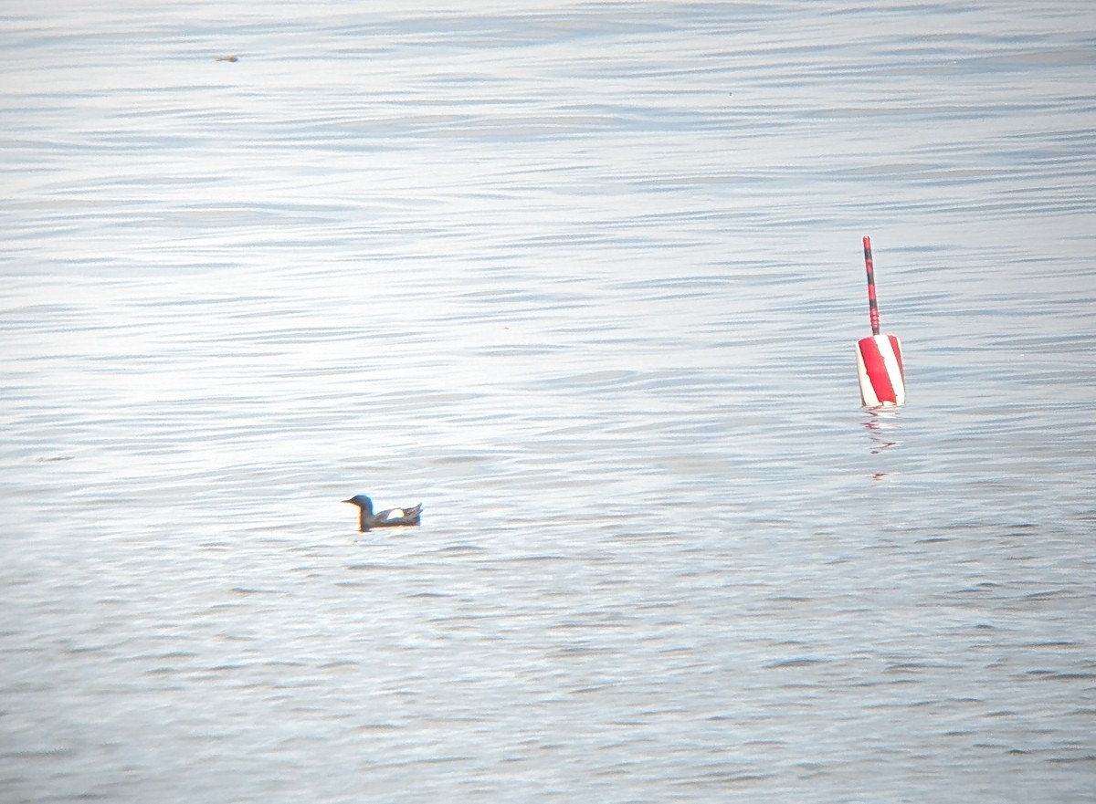 Black Guillemot - ML620641744