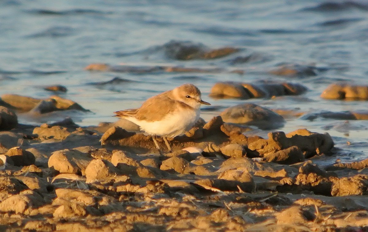 Kentish Plover - ML620641745