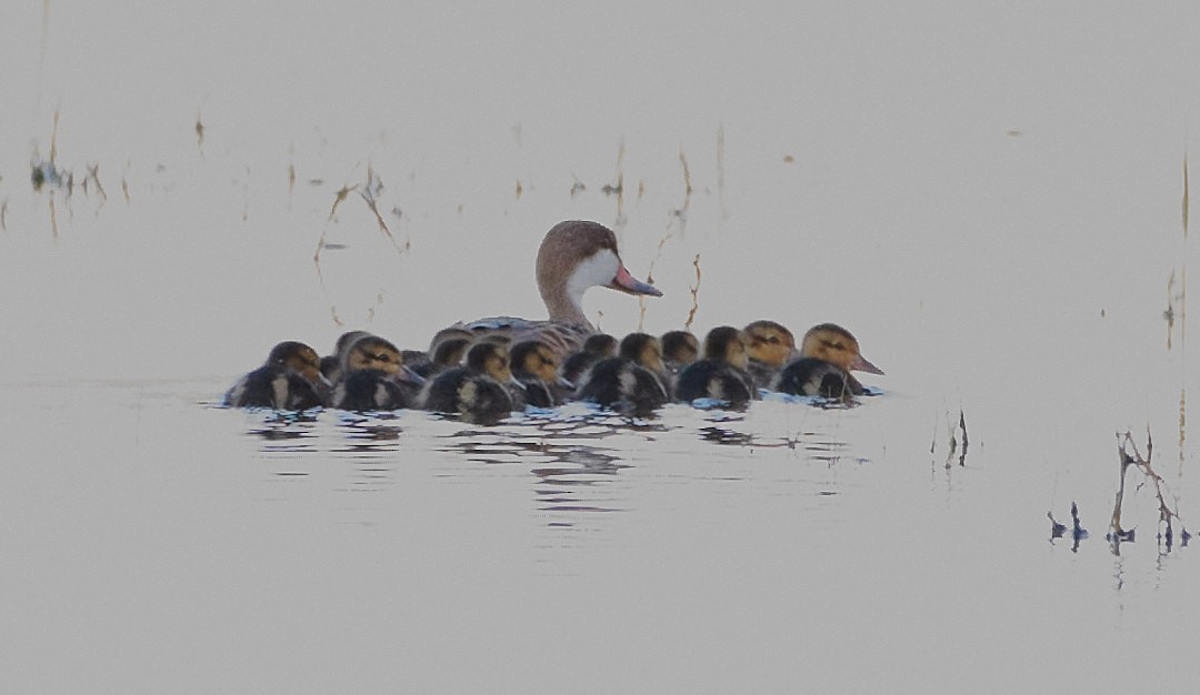 White-cheeked Pintail - Juan Piñanelli