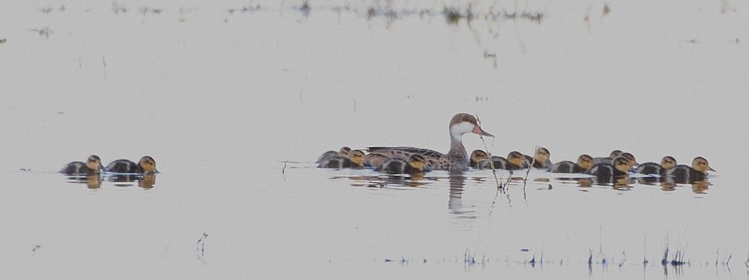 White-cheeked Pintail - ML620641748