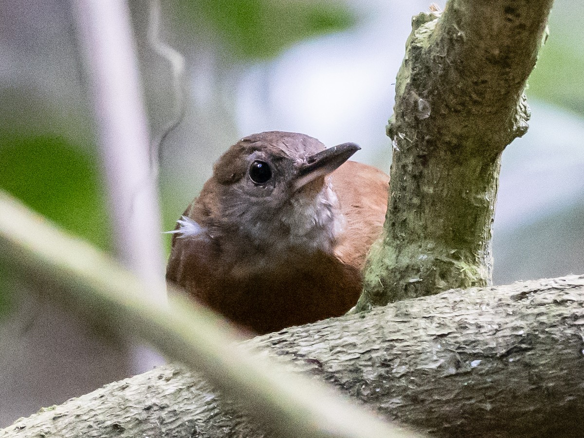 Gray-throated Leaftosser - ML620641750