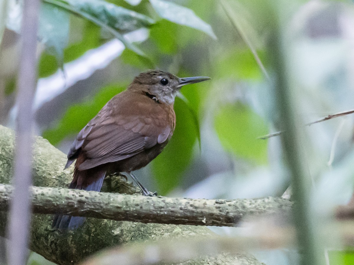 Gray-throated Leaftosser - ML620641751