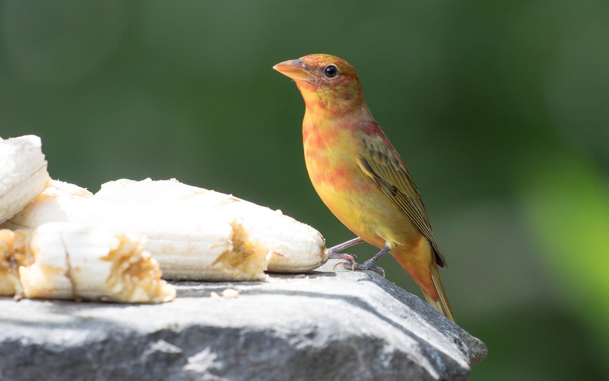 Summer Tanager - ML620641752